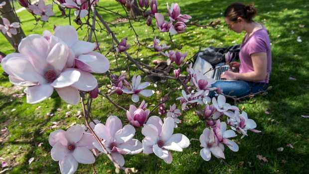 student sitting in grass working on laptop computer under a flowering tree